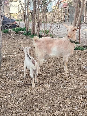 heyvanlar keci: Südçü keçi ana bala ilə birlikdə - Növ: yerli südçü keçi - Tərkib — 3