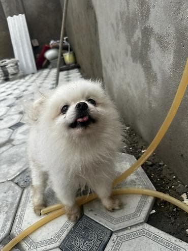 pomeranian boo: Şpitz, 3 il, Pulsuz çatdırılma — 2
