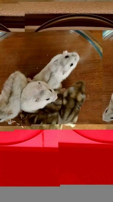 рынок животных в баку: Cunqariklər hamsı sağlamdı ələ öyrəşiblər dişləmirlər. Zoo maqazin — 5