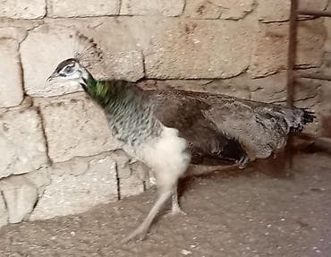 Məhsul: Tovus quşu dişisi (pəvənin dişisi) Təsvir: - Növ: Hind tovusu