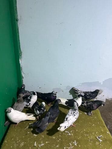 göyərçin yuvaları: 11 quwdu kom 70 — 3