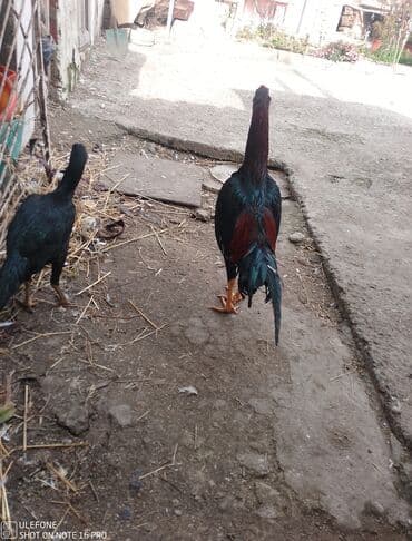 Собаки: Məhsul: Qara-qırmızı rəngli xoruz və toyuq (cüt) Təsvir: - Uzunboyun — 4