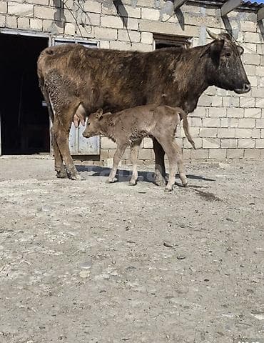 Бараны, овцы: Ana bala 10 gundu dogub balasi dişidi tecli satlir — 1