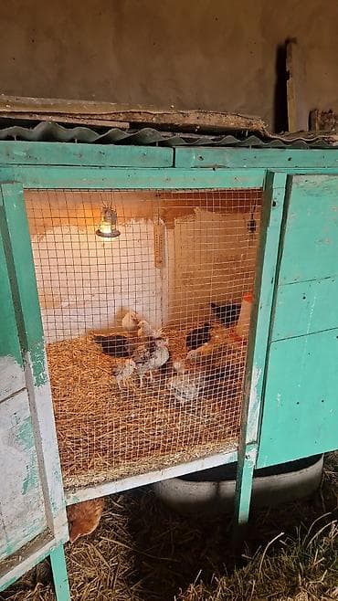 sumqayit daye: Ördək yumurtası inkubasiyası xidməti - Yumurtaların peşəkar — 6