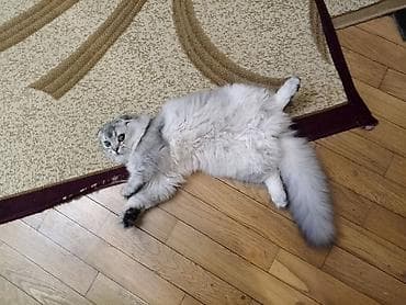 pişik latoku: Şotland uzun tüklü — 2