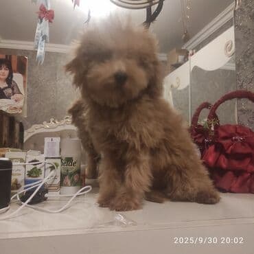 sir balasi: Pudel, 4 ay — 3