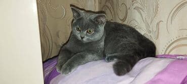 pişik cinsləri: Şotland, Erkək — 5