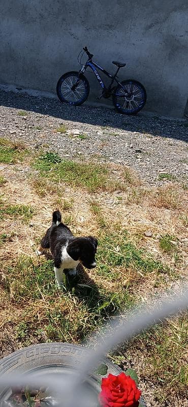 18 lik velosiped: Ağ qar rengli balaca it uşaqlarla arasi yaxsı oynamaqa meyili fikri — 1