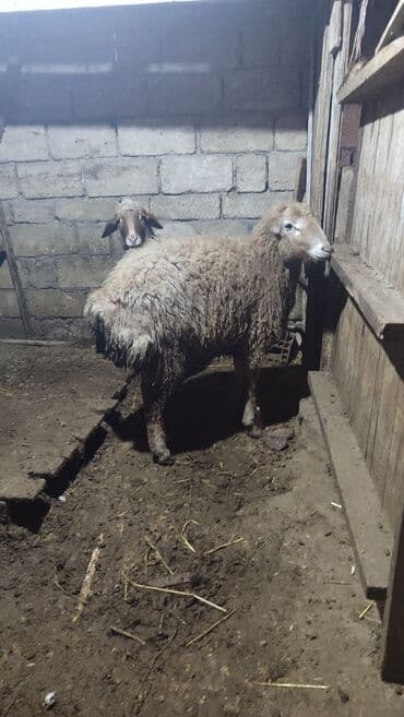 Inəklər, öküzlər: Erkek Quzu satılır diri çəki ilə. Sağlam qurbana yararlı heyvandir — 4