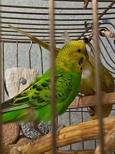 papuqay yemleri: İki Cüt Tutuquşu Satılıt Bir Cüt Ağ Bir cütdə Yaşıl və Aarı — 3