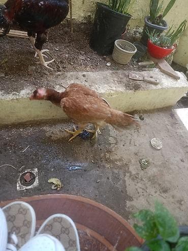 Новое на lalafo: Cutu70m isdeyen desin bineqedj ulvan — 2