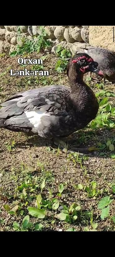 şirin it sekilleri: Salam, Təmiz Cins Amerikan sortu lal ördək balalarının və yumurta — 4