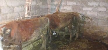 dana qiyməti xaçmaz: Erkək, il: 2, 120 kq, Ətlik, Ünvandan götürmə — 6