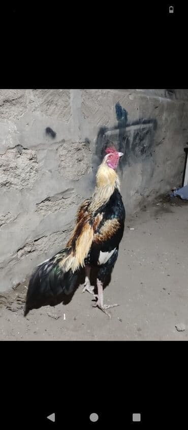 yaponka xoruz: 1 yaş yarimlig çil xoruz satılır 40 manata ucuz qiyməte tam sağlam — 5