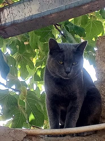 heyvanlar quba: Yaxşı əllərə — 2