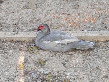 pinqivin ordek: LAVANDA lal ördekler. 8 aylıq erkeylerdi .damazdiq heyvanlardi.temiz — 2