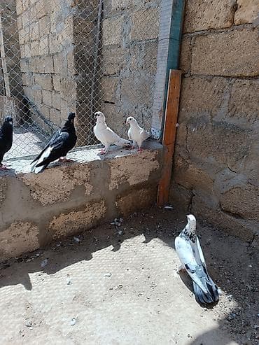 star quşu: Quşlar hamısı bir yerdə satılır cavan uçan quş balalarıdı içində hər — 6