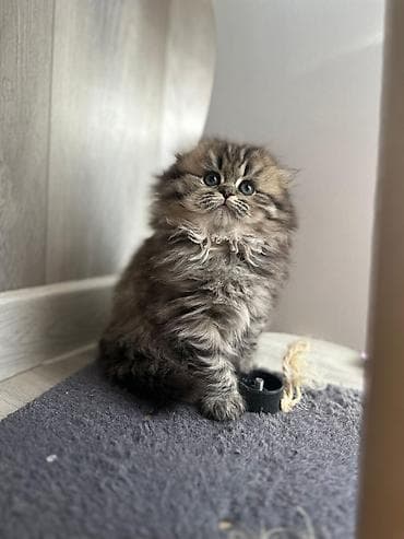 ən gözəl pişik adları: Şəkillərdəki bala pişik – uzun tüklü, yumşaq və sıx xəzə sahib, iri — 7