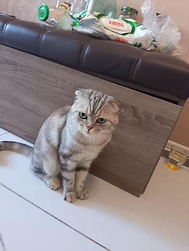 Птицы: Шотладская вислоухая — 2