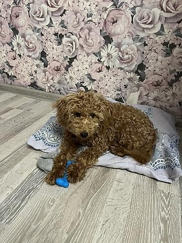 Pudel, 7 ay, Erkek, Peyvəndli