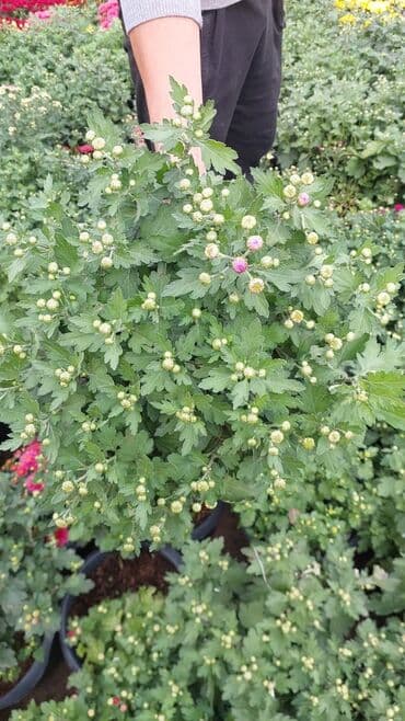 ag yasemen: 1.50 aznden başlayan qiymətlərlə Xrizantema (Chrysanthemum) bəzək — 6