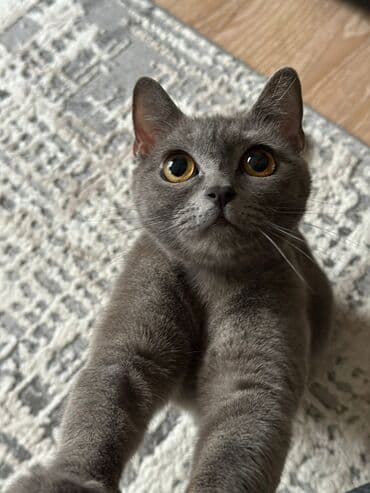 Собаки: Британская, Самка, В добрые руки — 2