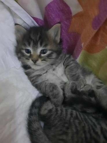 bala pisik adlari: Tabbi, Yaxşı əllərə — 4