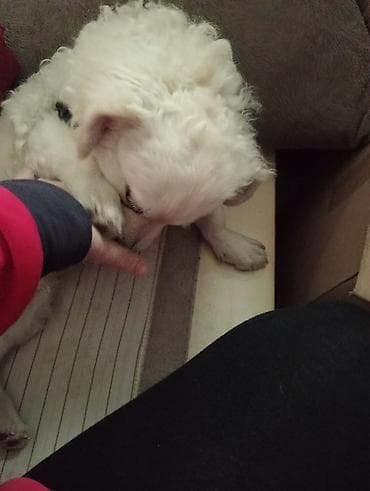 itlerin: Bişon Frize — 2