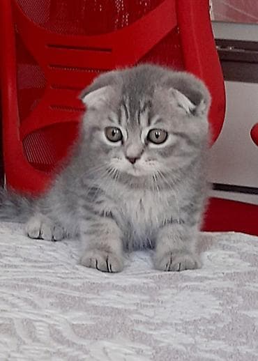 gəncə pişik: Şotland, Erkək, Yaxşı əllərə, Ödənişli çatdırılma — 1