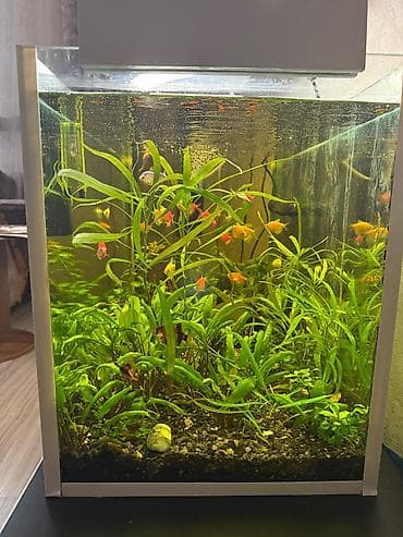 akvarium qrunt: Komplektdə görünən əsas hissələr: - Şüşə akvarium - Üst hissədə — 4