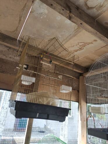 quş şekilleri: Korella tek tek erkey dişi Cüt Valnist qəfəs Valnist 15 Azn balasi — 7