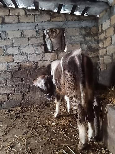 Птицы: Теленок, Самец, месяцев: 8, Для разведения — 4