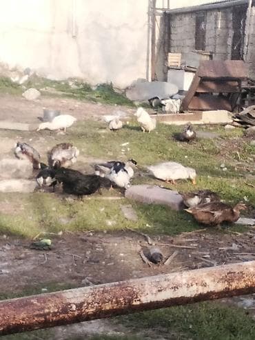 Akvariumlar: Salam Aleykum ördek sürüsünü kom alan olsa sonu 10 Manatnan verecem — 1