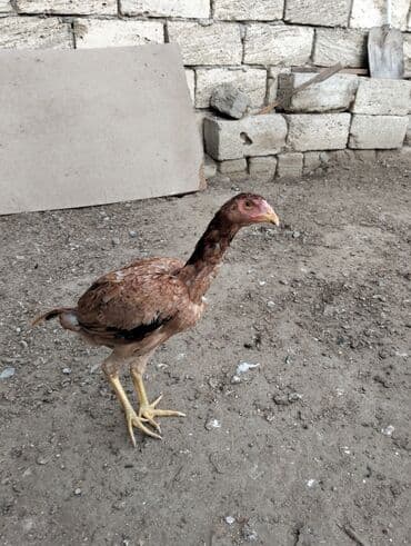 ordek balasi nece gune cixir: Toyuq cücələri, Damazlıq — 2