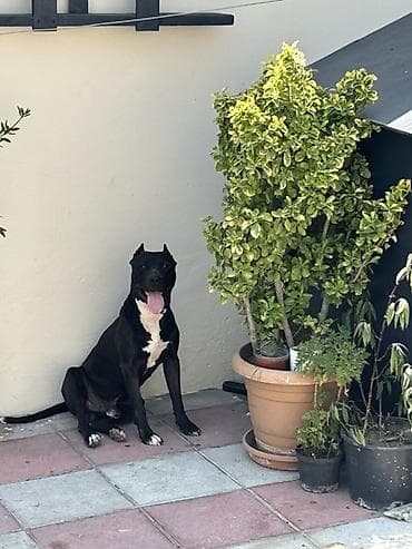 avcarka satisi: Pitbul, 2 il, Erkek, Cütləşmə üçün, Ödənişli çatdırılma — 3