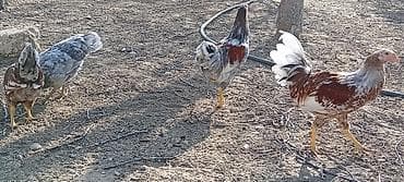 quşlar: Toyuq, Damazlıq — 5