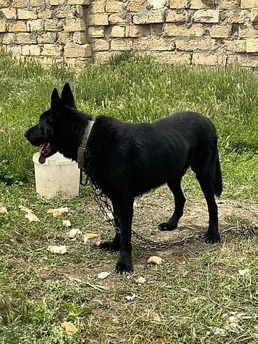 sabuncu it bazarı: Alman çoban iti, 2 il, Erkek, Peyvəndli, Ünvandan götürmə — 2