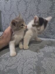 britain pişiyi: Bala pişiklər satlır ikisi 40 M anat — 6