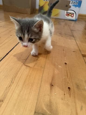 Erkək, Dişi, Yaxşı əllərə