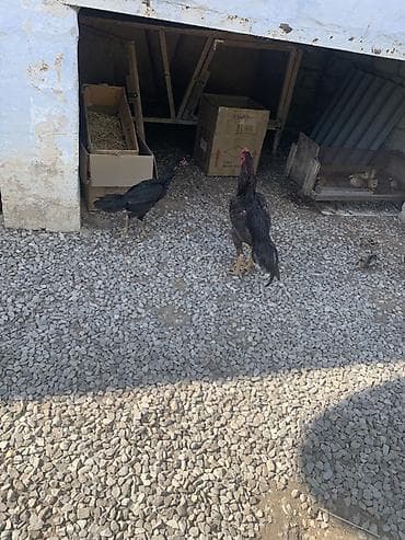 akvarium xırda balığı: Salam aleykum bir cüt MA ŞA ALLAH HEYRATI SATILIR BEÇƏ 100 AZN FƏRƏ 40 — 2