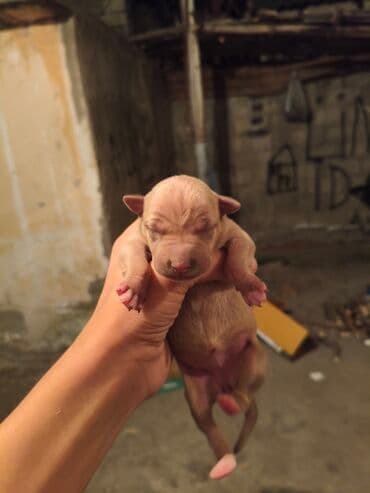 ayagi tuklu toyuqlar: Pitbul, 1 ay, Ünvandan götürmə, Rayonlara çatdırılma, Pulsuz çatdırılma — 10