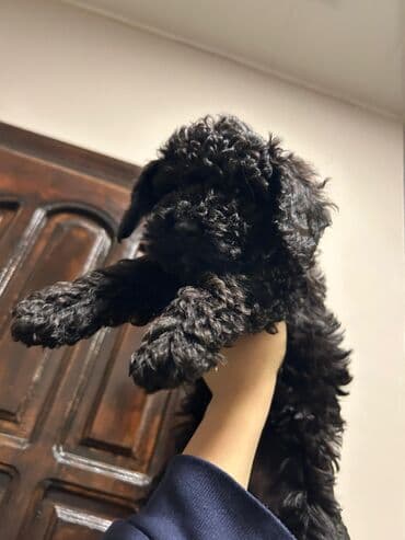 Птицы: Пудель — 2