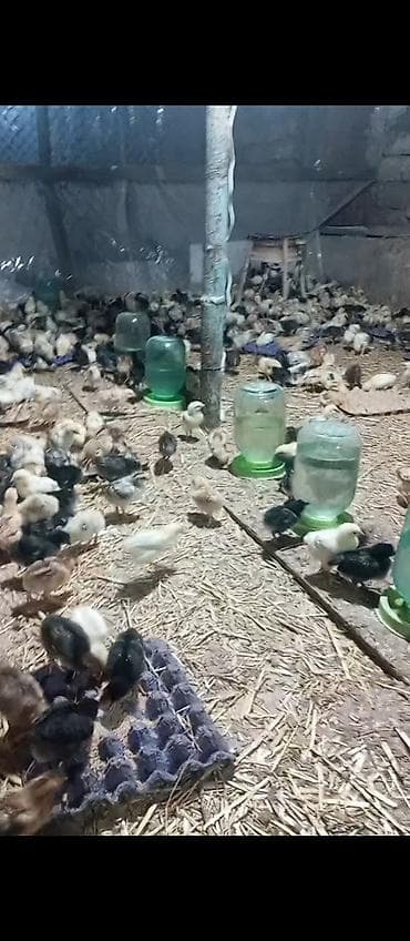 cücə alıram: Toyuq cücələri, Damazlıq — 5