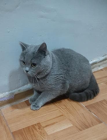 böyüməyən pişiklər: Britan — 5