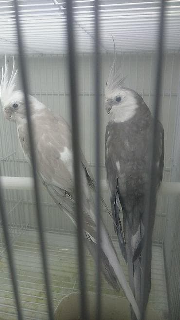 ingilis setteri it cinsi: Yanaqsız karellalar var satışda 100-300 aznə qədər qiymət dəyişir bala — 2