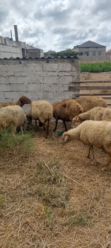 arpa bugda: Dişi, il: 5, 5 kq, Damazlıq, Ünvandan götürmə — 2