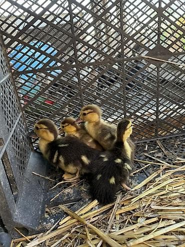cuce yemi: Muskovi ördək balaları (indo ducklings) - Cins: muskovi (ördəyi) — 2