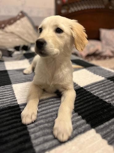 golden retriever haqqinda: Retriever, 6 ay, Dişi — 2