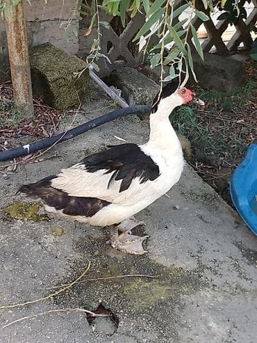 balaca tuklu itler: Muscovy ördəyi (indoutka) – qara-ağ rəngli - Cins: Muscovy (hind — 2