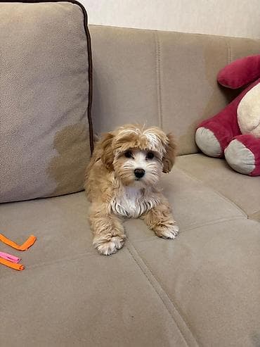 Heyvanlar üçün mallar: Pudel, 3 ay, Dişi — 1